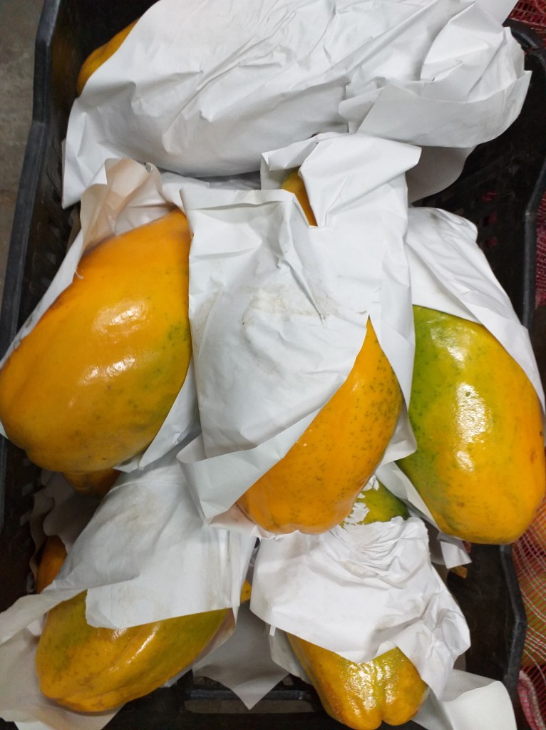 Papaya