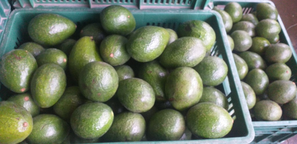 Aguacate booth 8