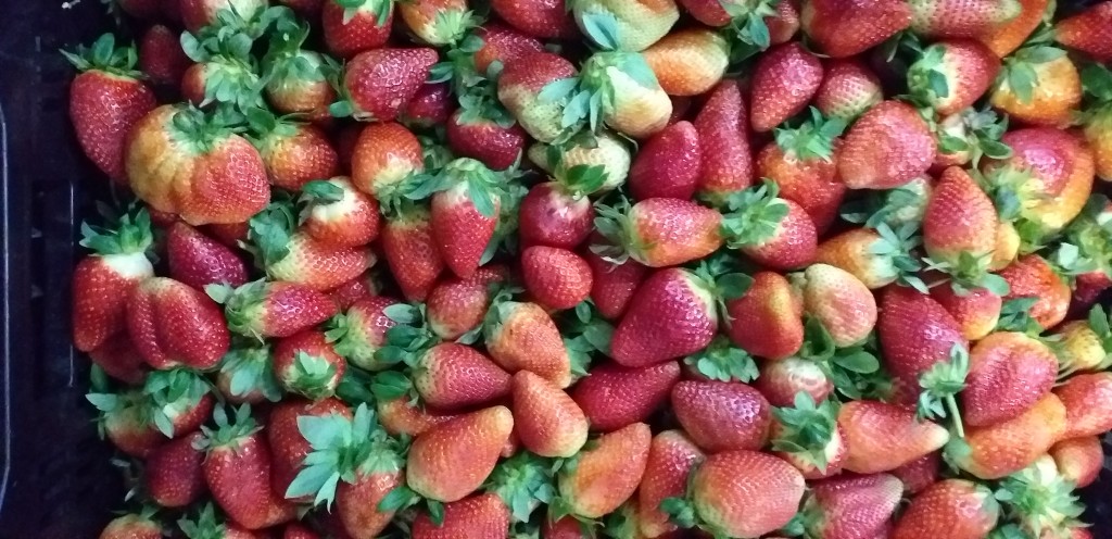 Fresa jumbo
