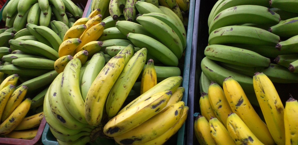 Banano criollo