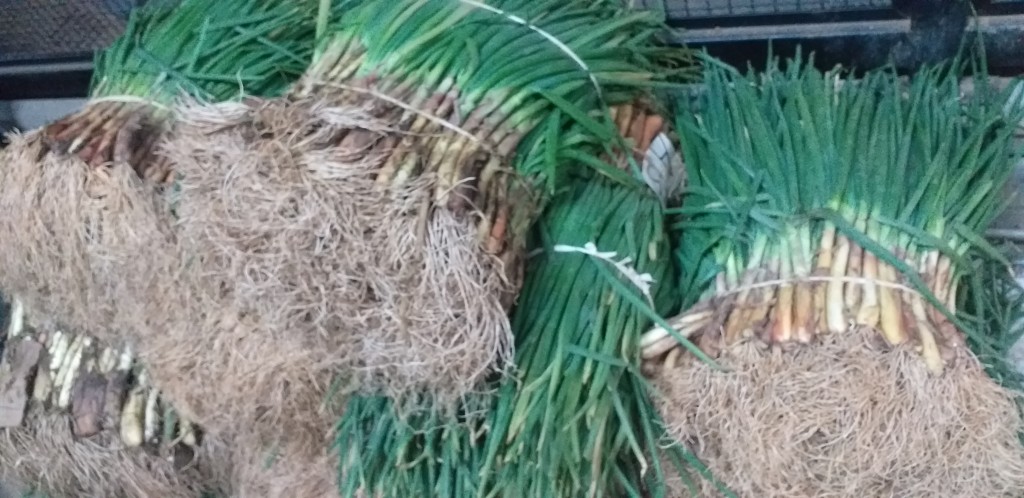 Cebolla de rama