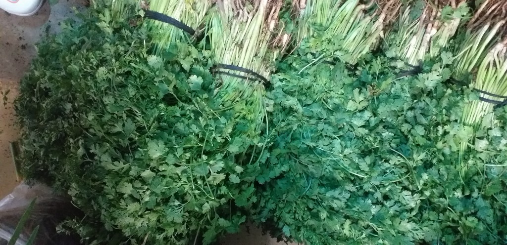 Cilantro