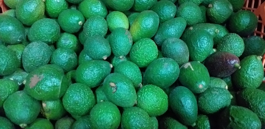 Aguacate hass 2da