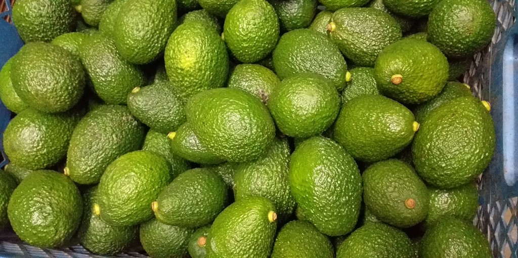 Aguacate hass