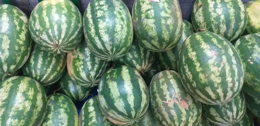 Sandia delgada