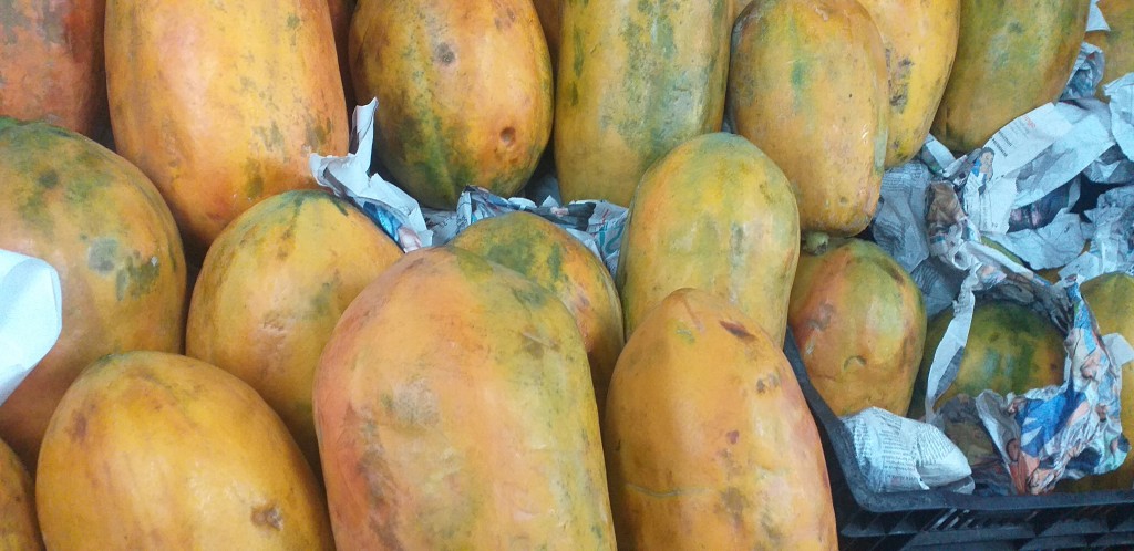 Papaya costeña