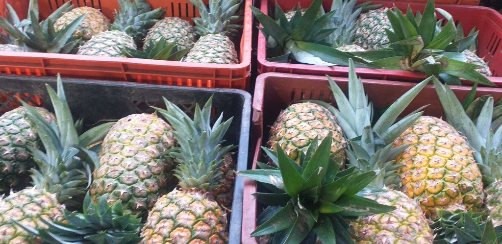 Piña urabeña