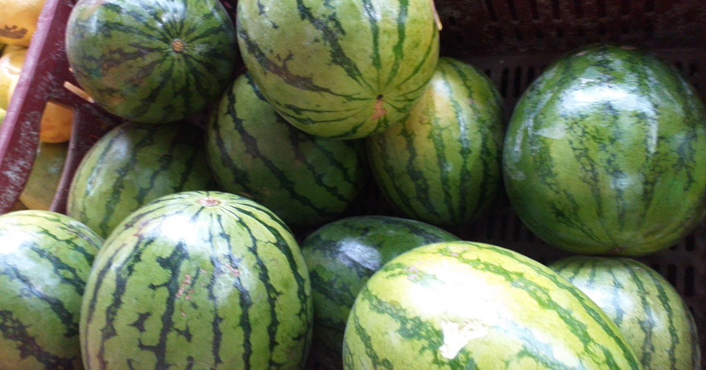 Sandia baby