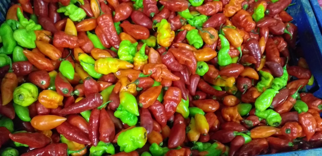 Aji dulce