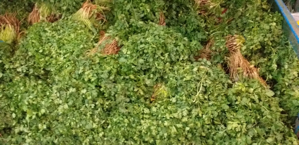 Cilantro