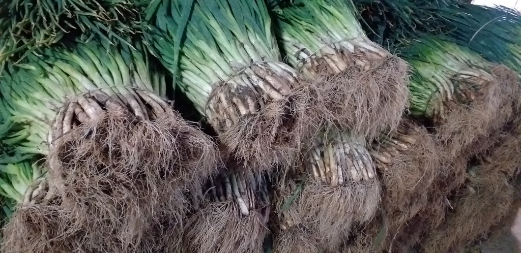 Cebolla de rama
