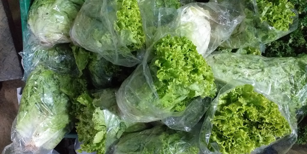 Lechuga crespa