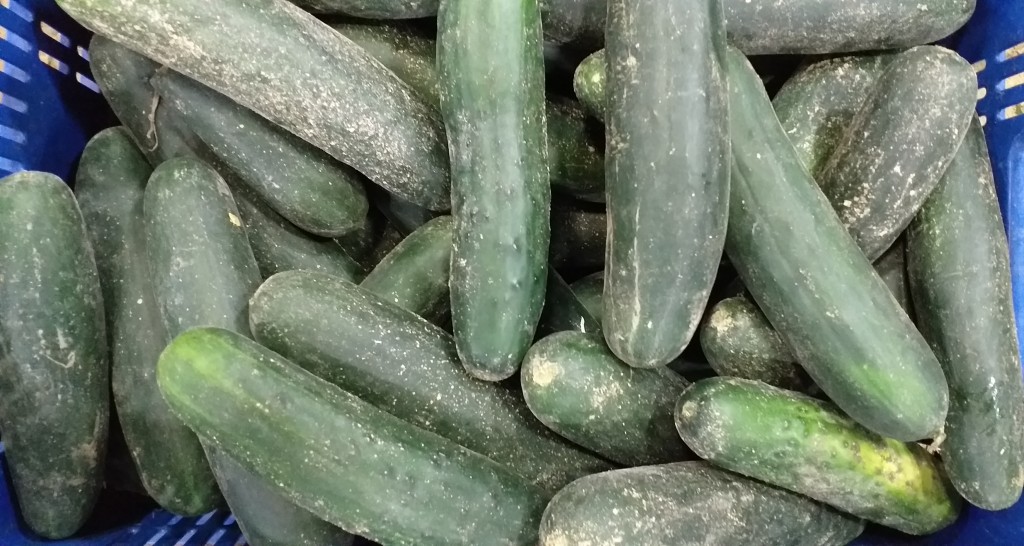 Pepino cohombro