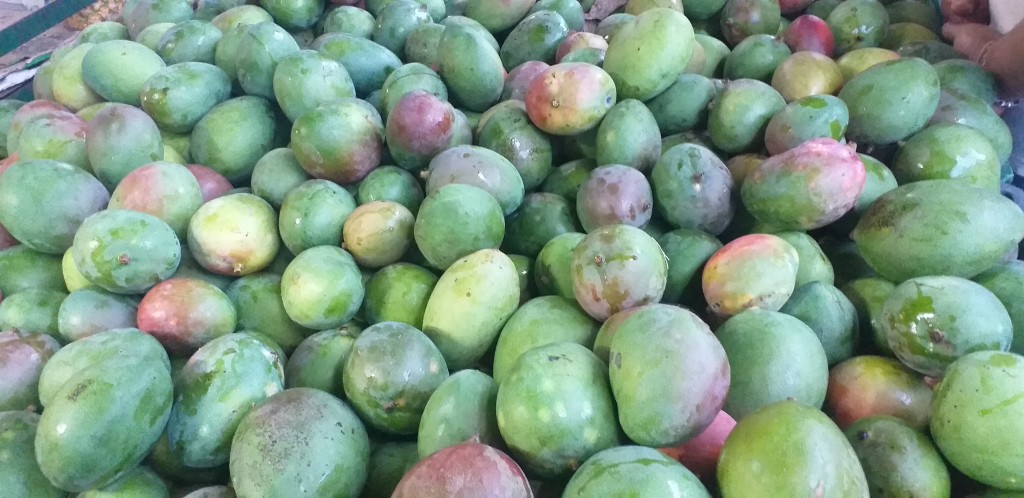 Mango farchi delgado