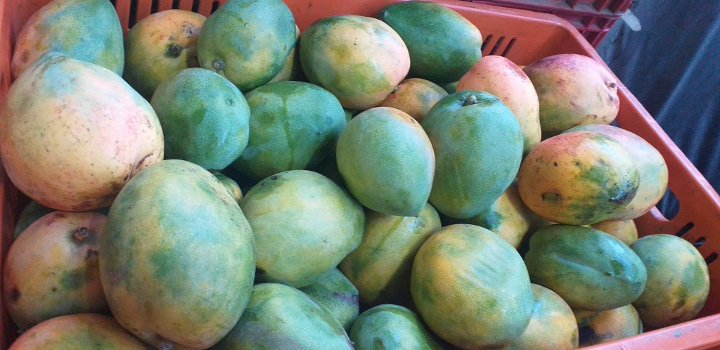 Mango reina
