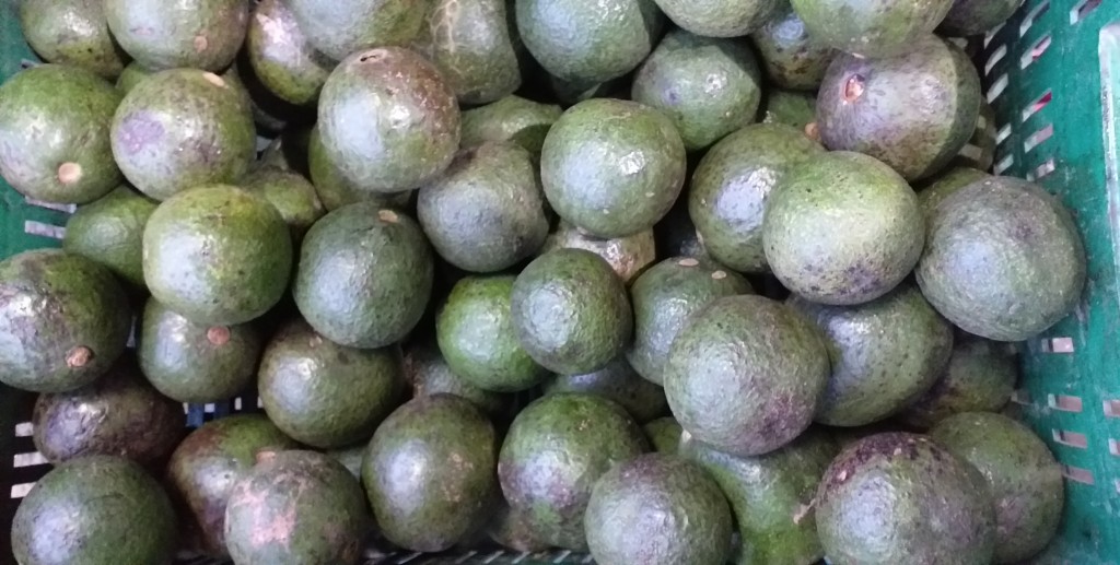 Aguacate reed delgado
