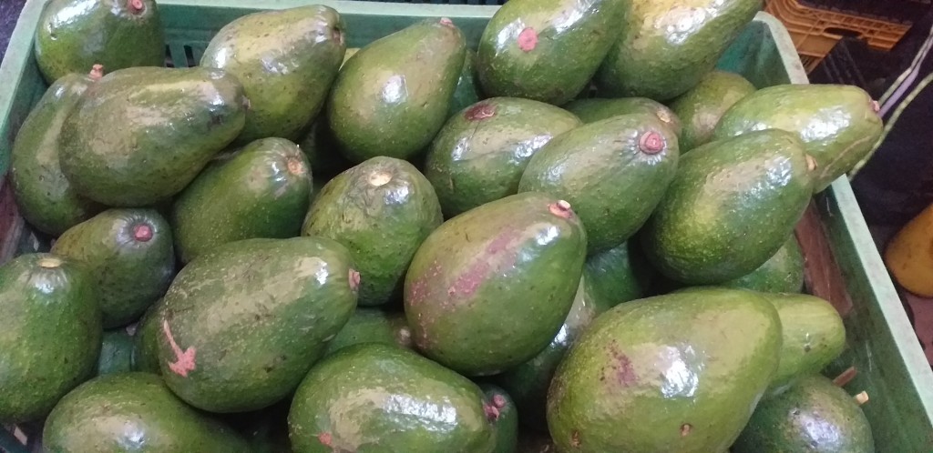Aguacate semil