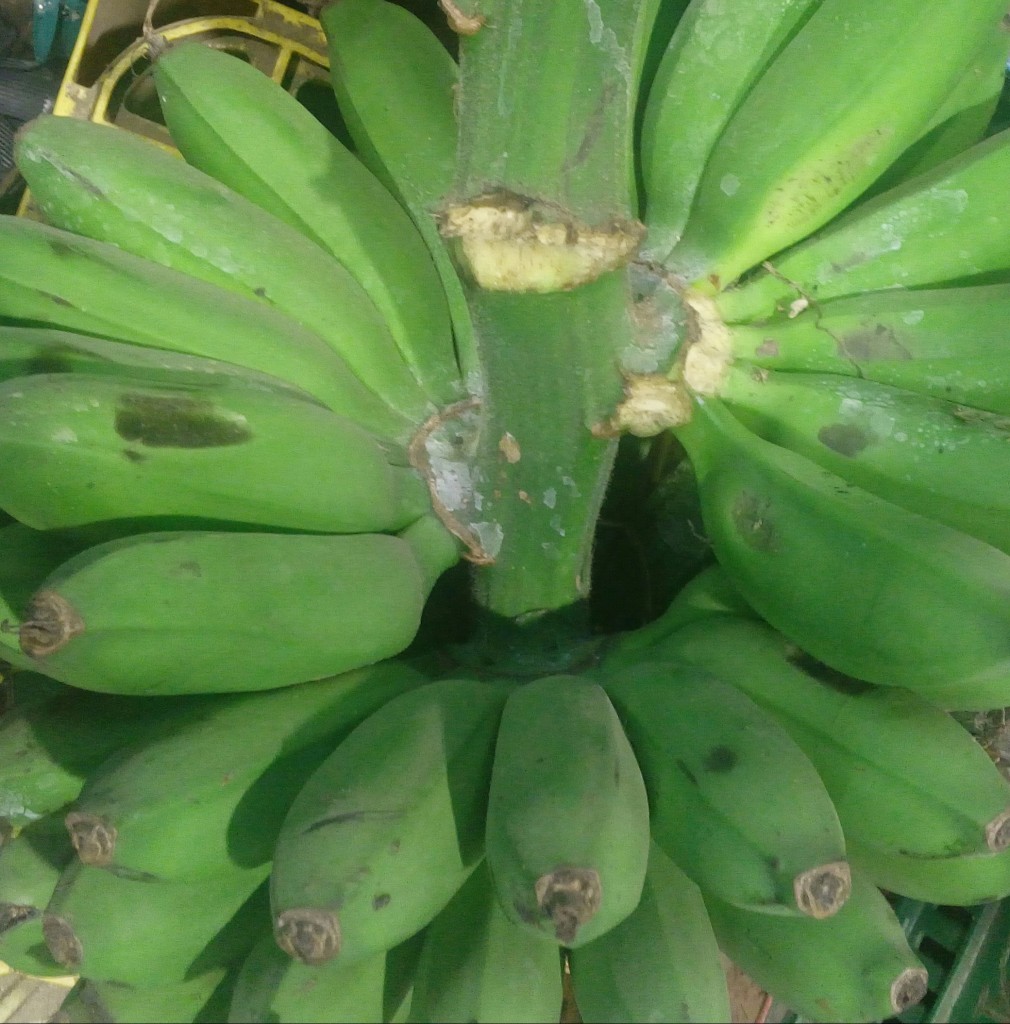 Colicero