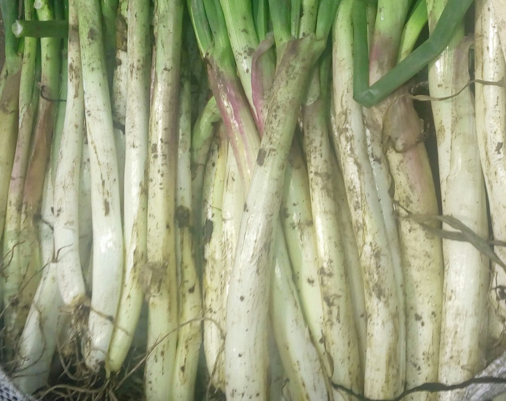 Cebolla larga