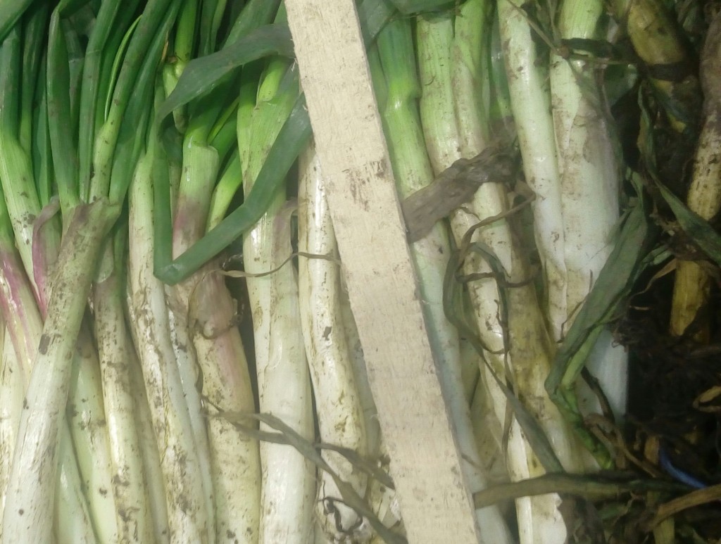 Cebolla larga