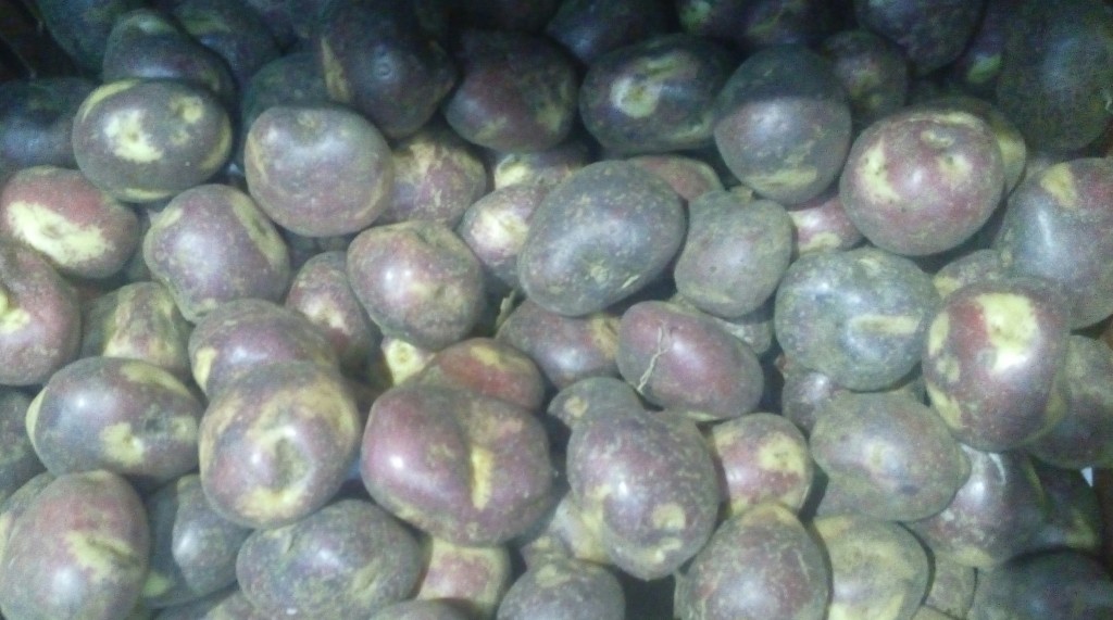 Papa sabanera gruesa