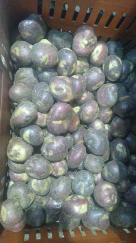 Papa pastusa pareja