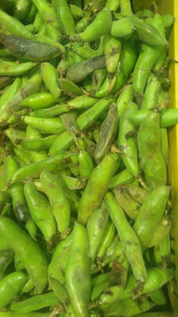 Cebolla cabezona