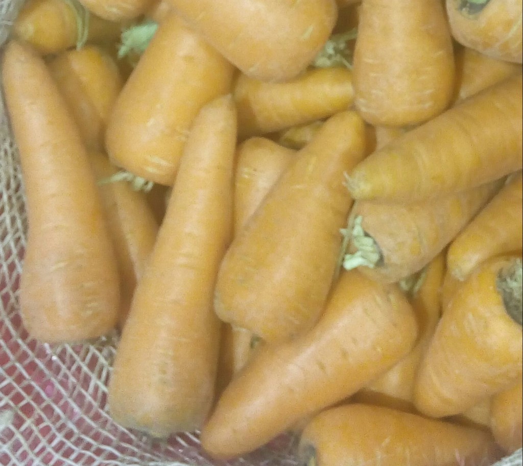 Zanahorias