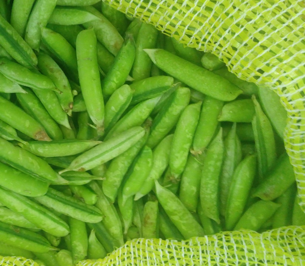 Arveja en cascara