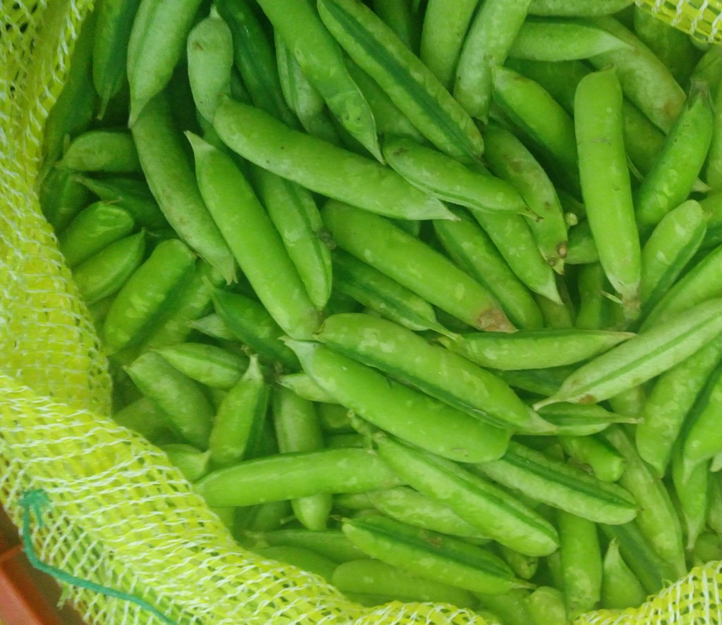 Habichuelas