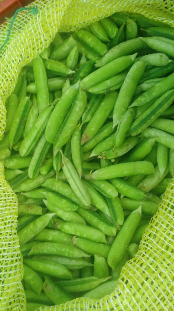 Arveja en cascara