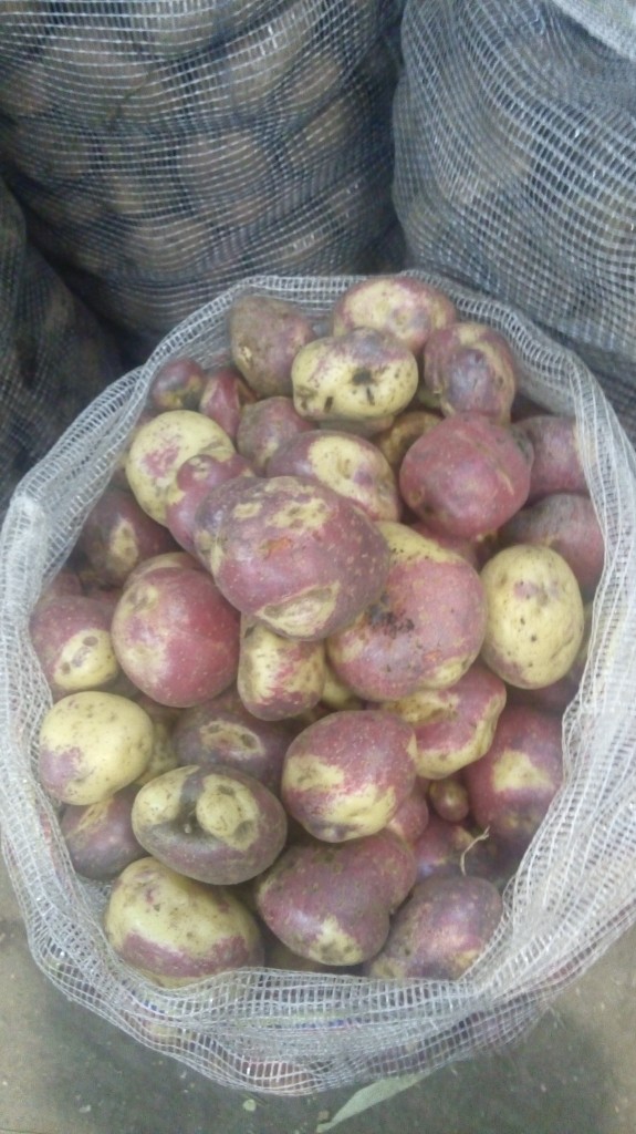 Papa sabanera gruesa
