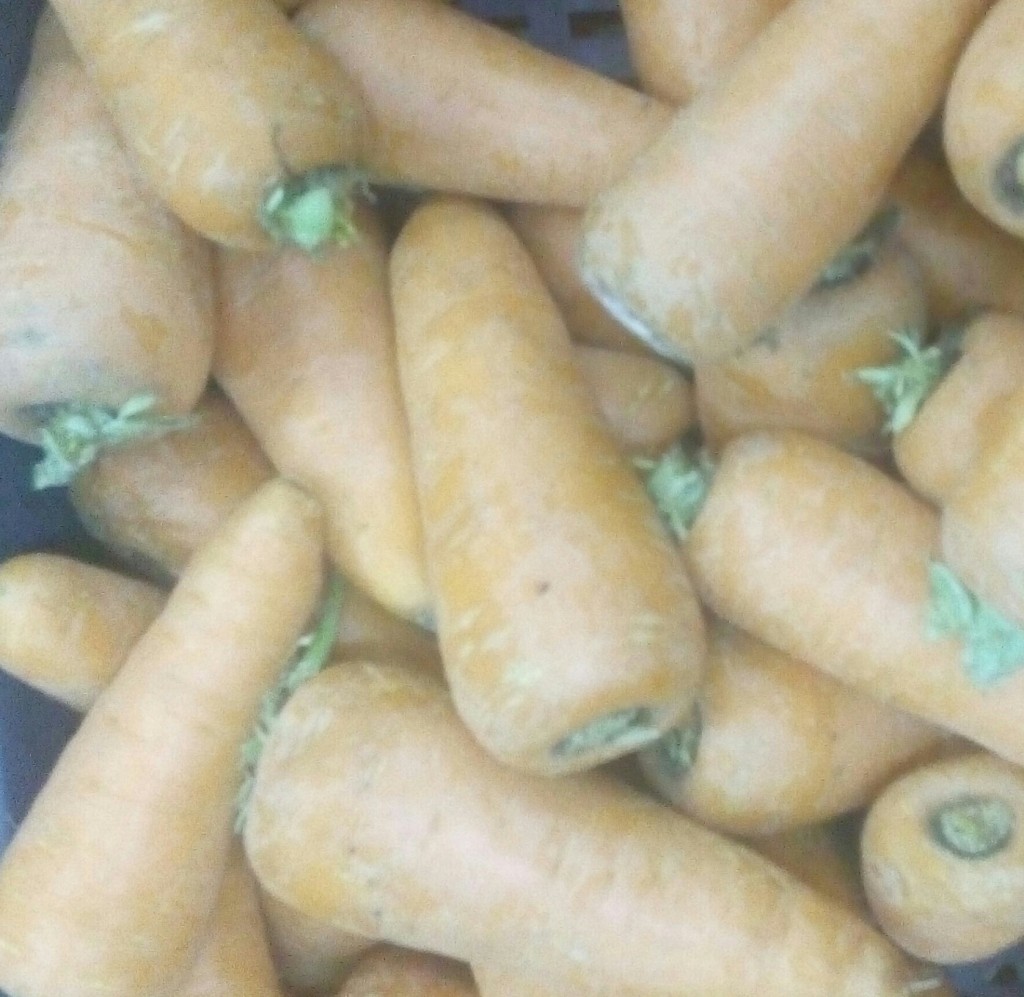 Zanahoria gruesa