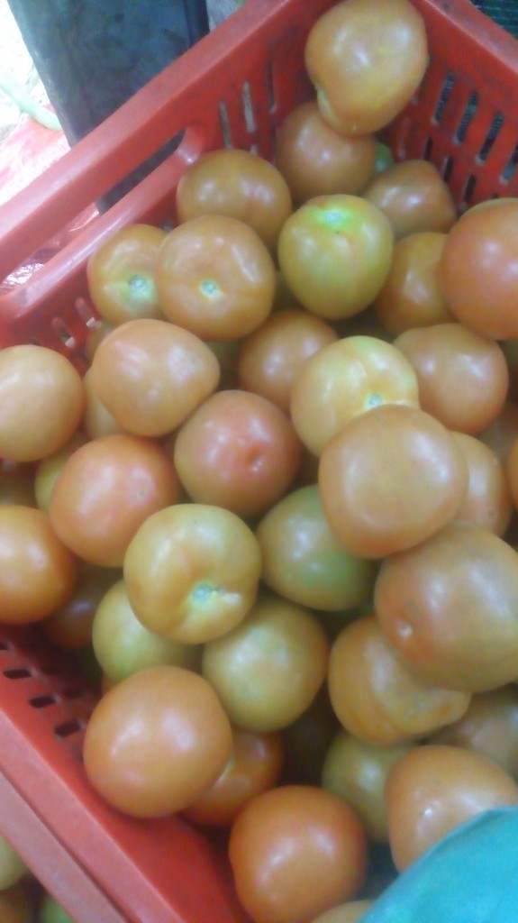 Tomate chonto de primera