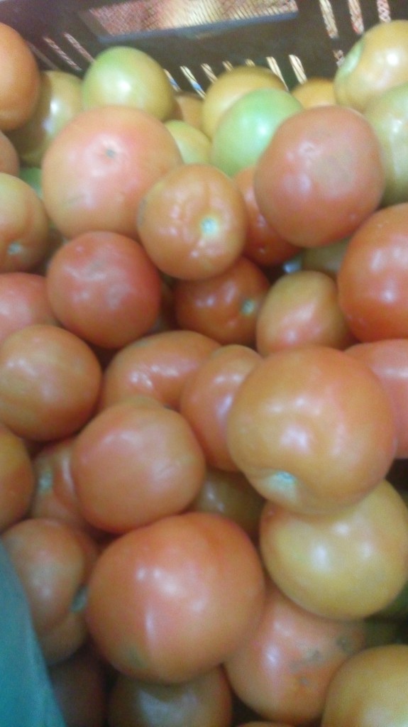 Tomate chonto selecto