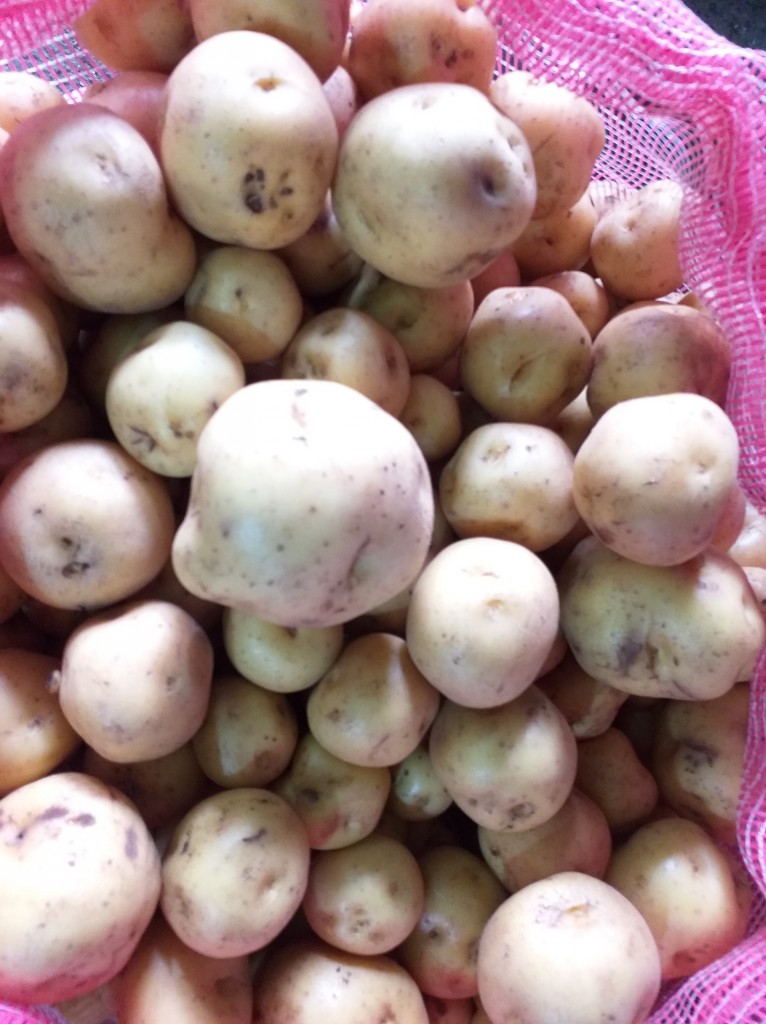 Papa criolla gruesa