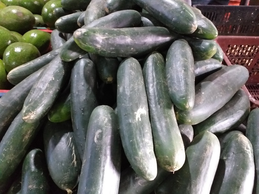 Pepino cohombro