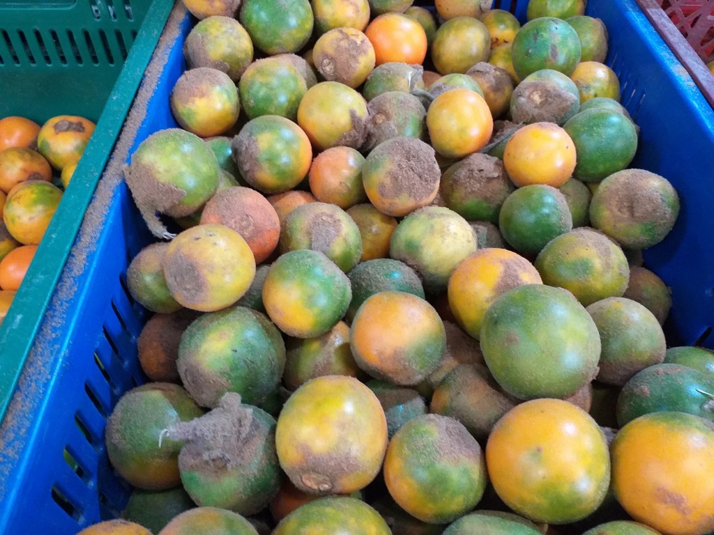 Lulo mediano