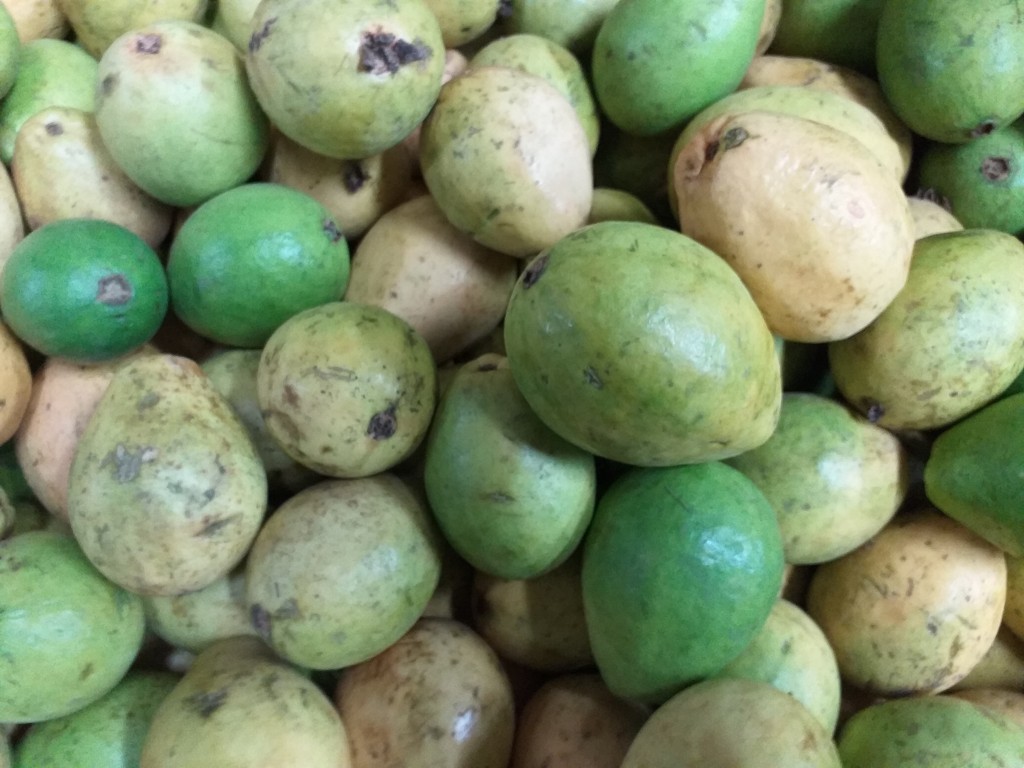 Guayaba