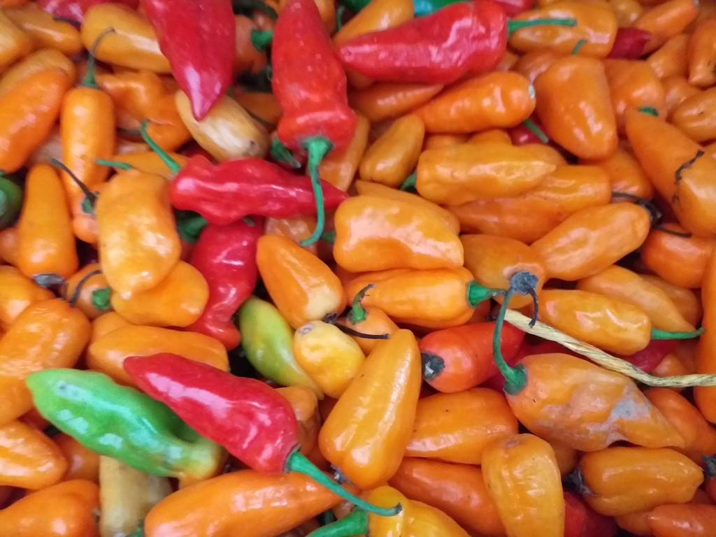 Aji habanero Amarillo