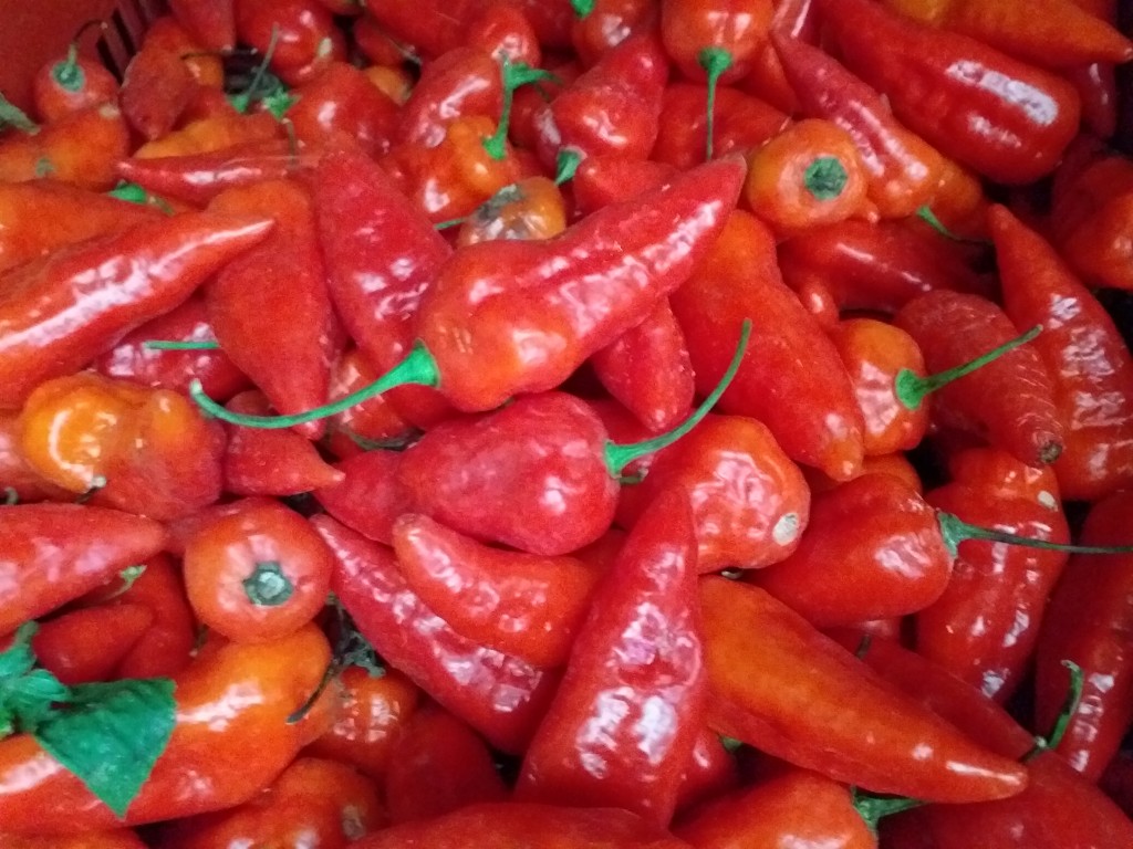Aji dulce