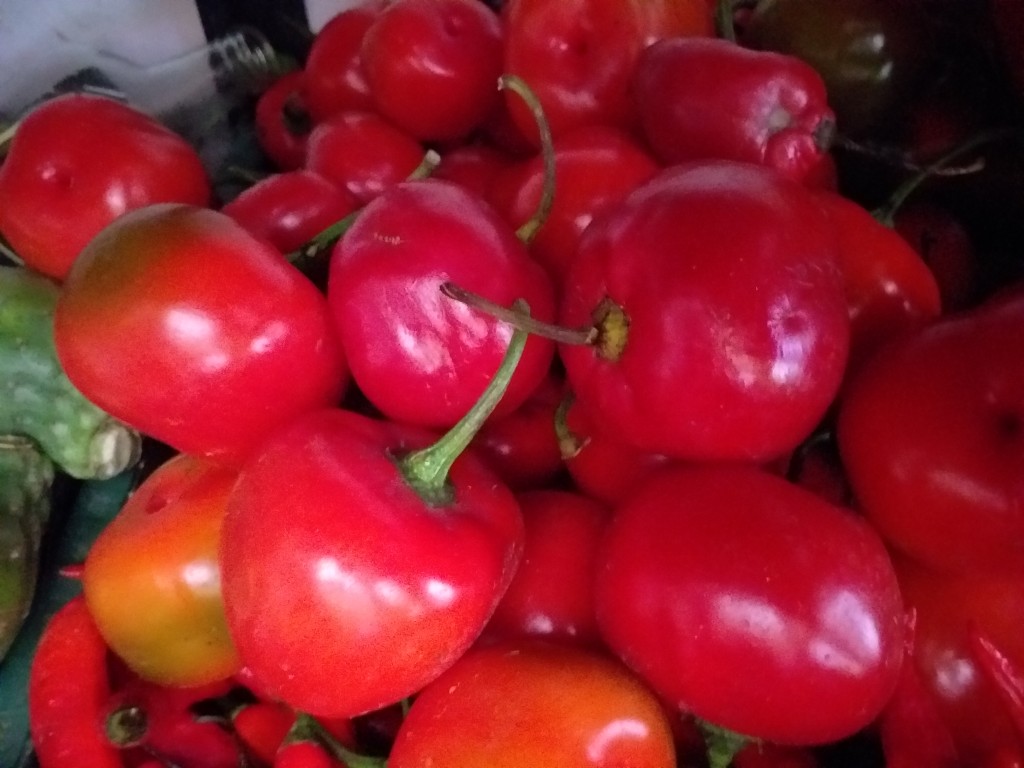 Aji rocoto