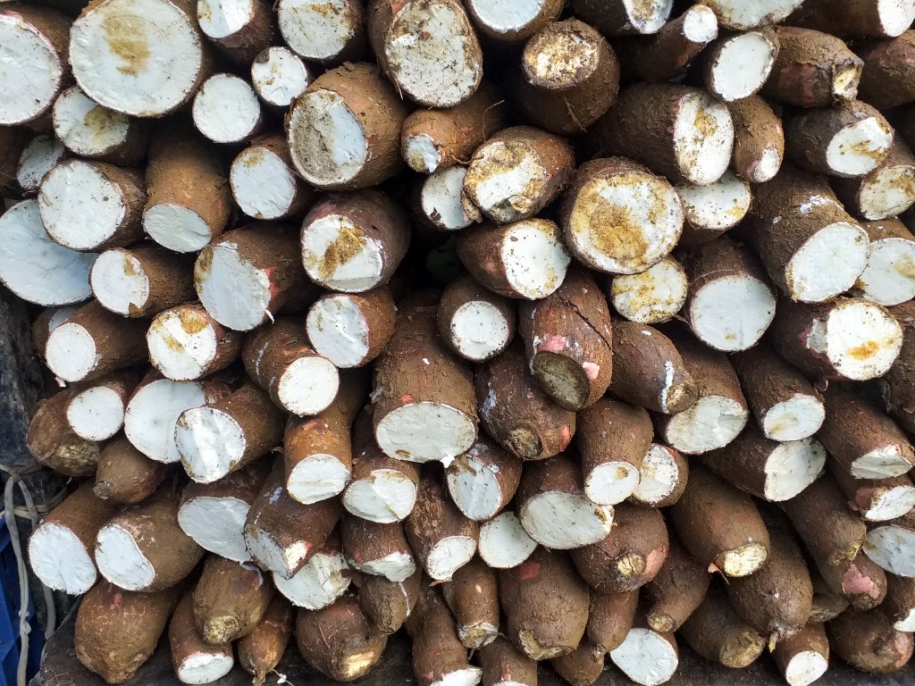 Yuca suelta
