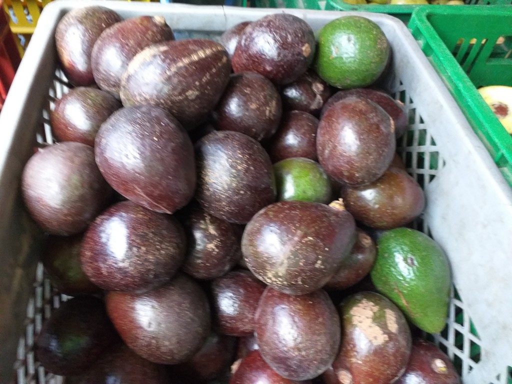 Aguacate collins