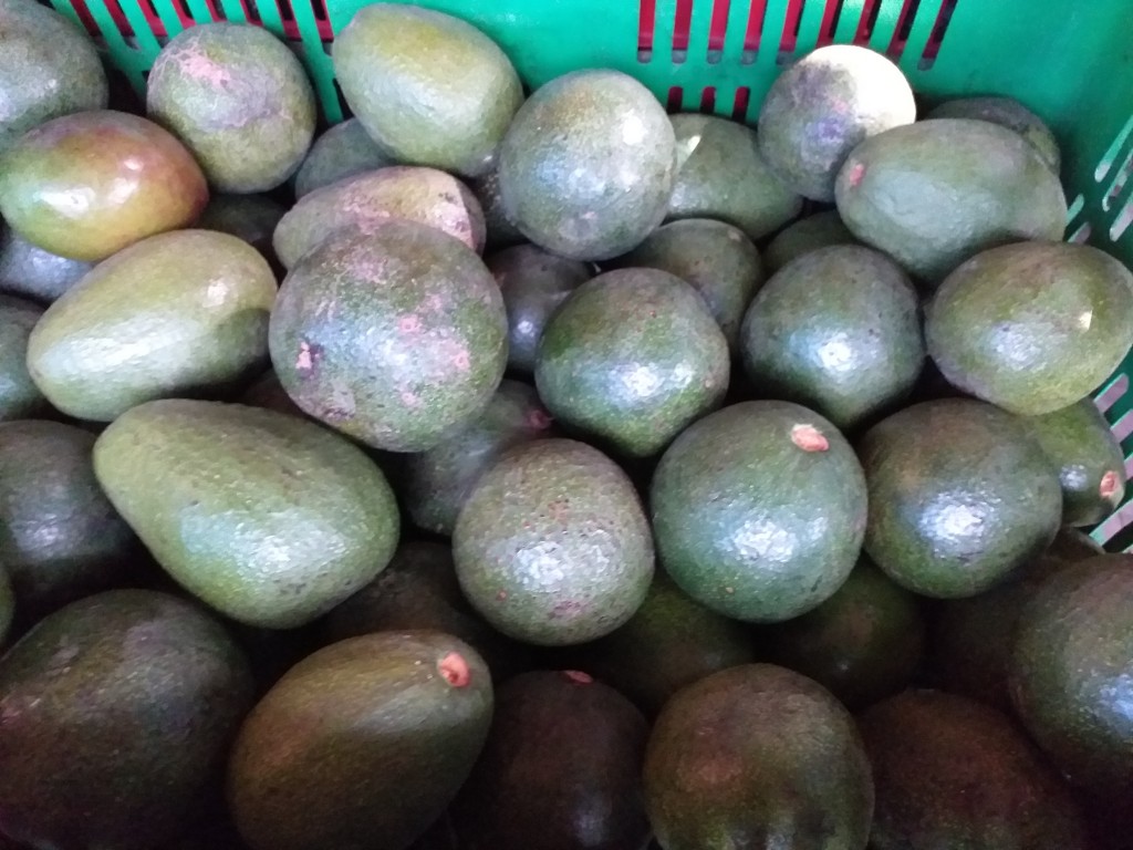 Aguacate fuerte