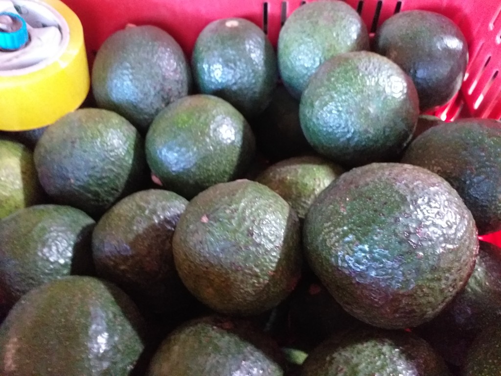 Aguacate reeds