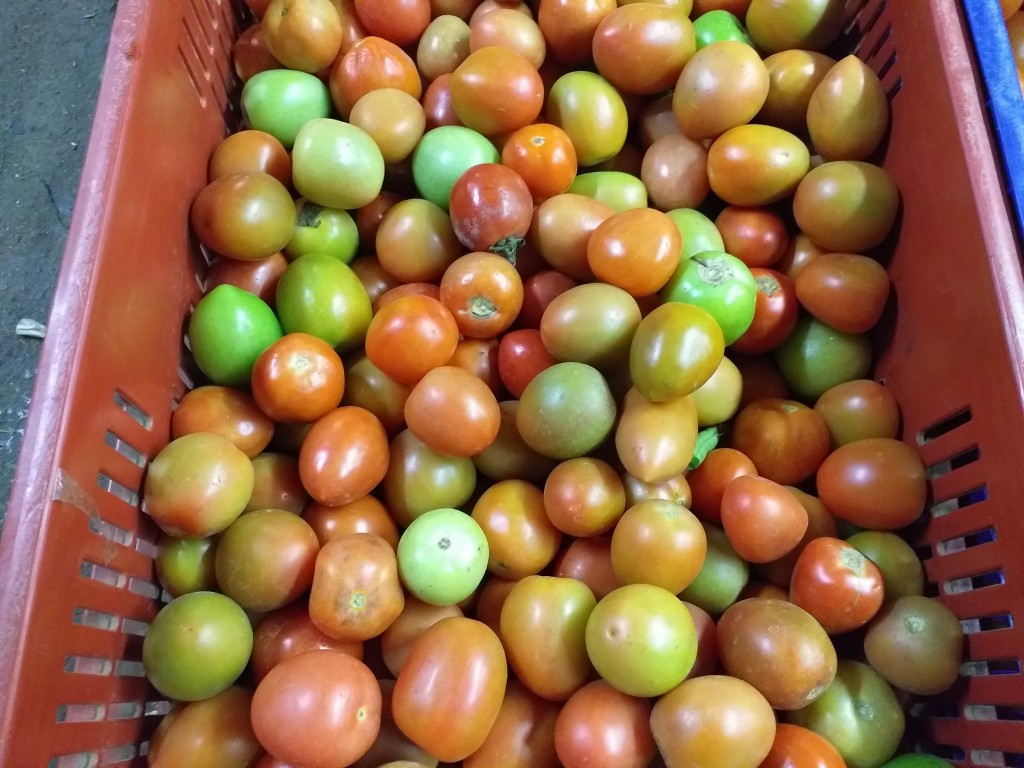 Tomate delgado