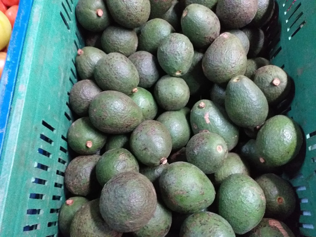 Aguacate  hass