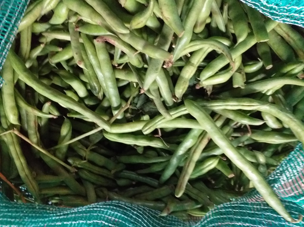 Habichuela