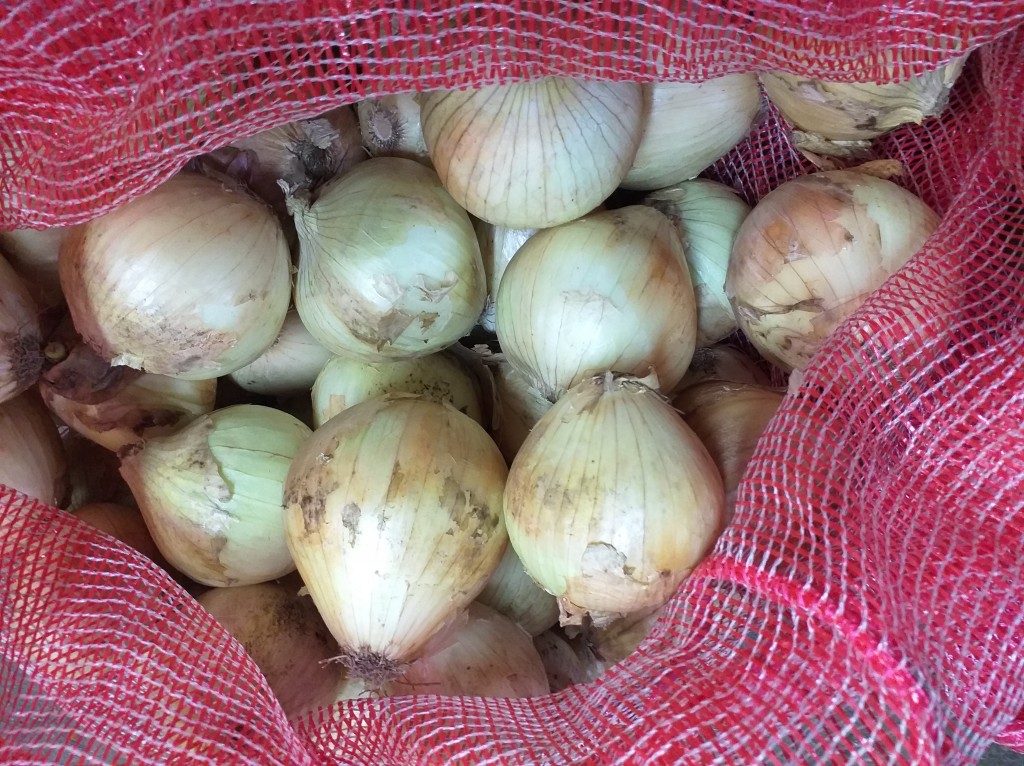 Cebolla de huevo blanca